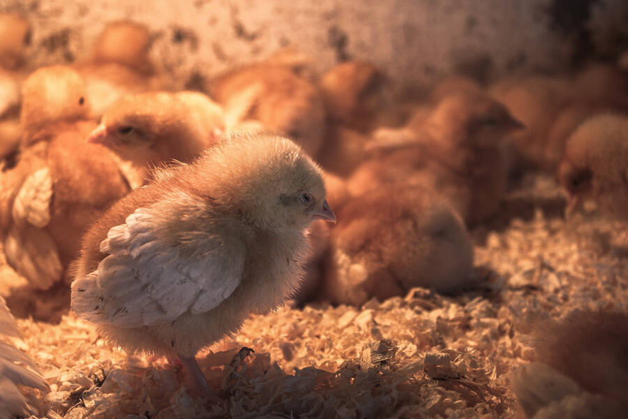 photographer Gabriel Burns wildlife  photo