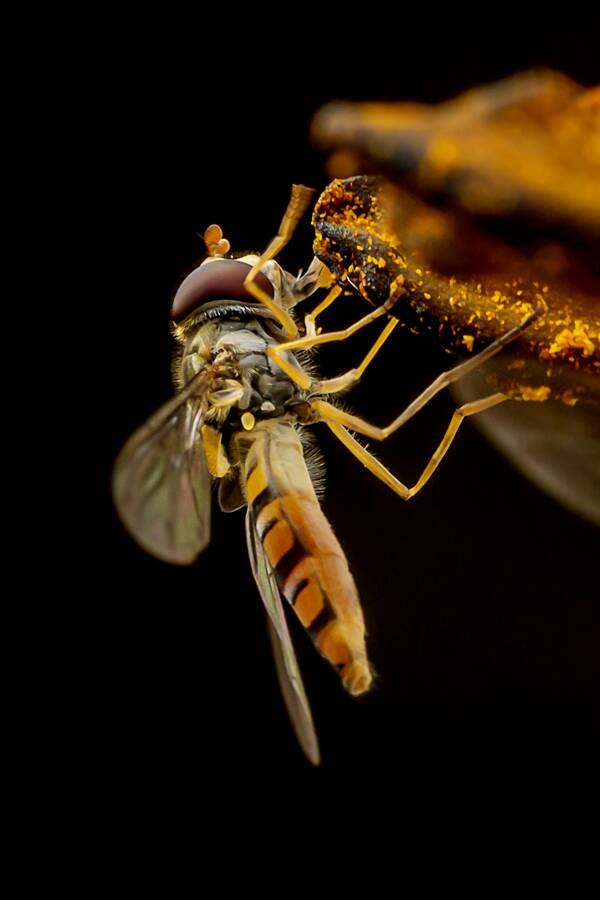 photographer The Opportunist macro  photo