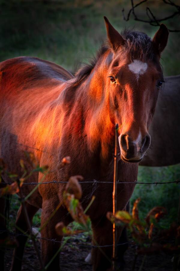 photographer Mark wildlife  photo