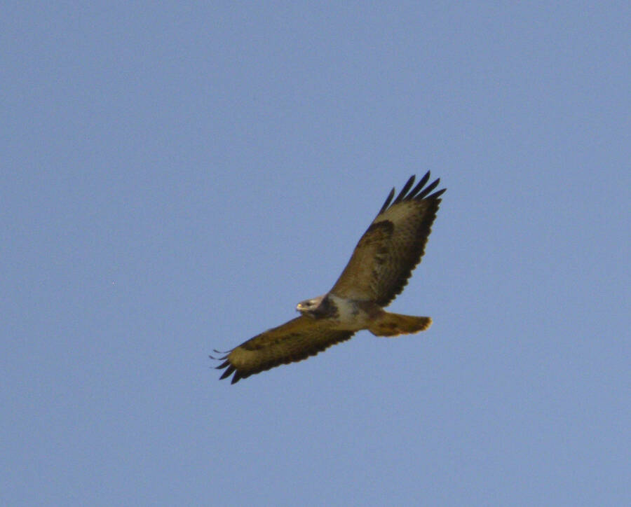 photographer RawPhotos wildlife  photo