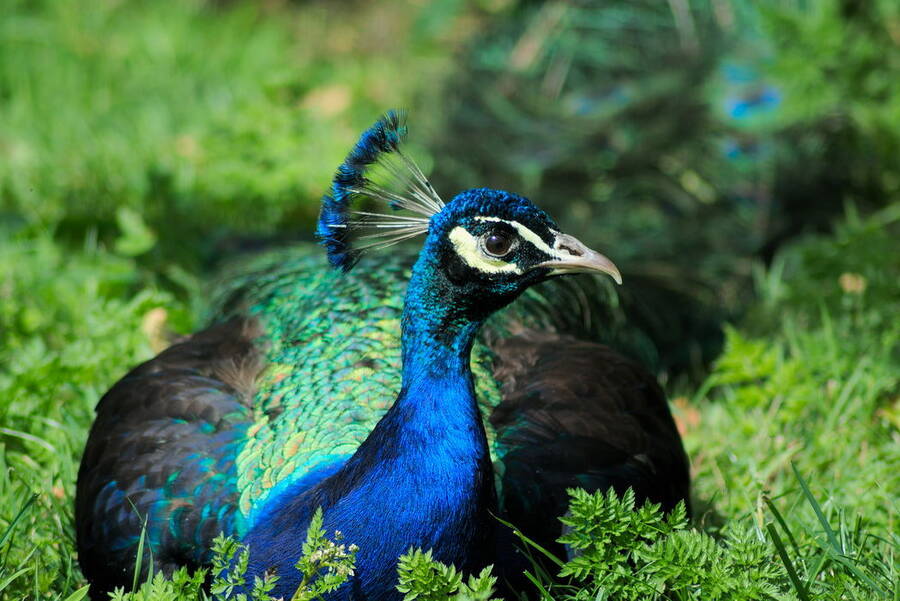 photographer TonyHill wildlife photo taken at Peacock's Farm, East Yorkshire