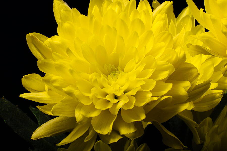 photographer TonyHill still life photo taken at Home Studio