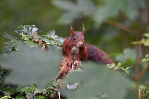 photographer cyricard wildlife photo. mijn vriend in het park.