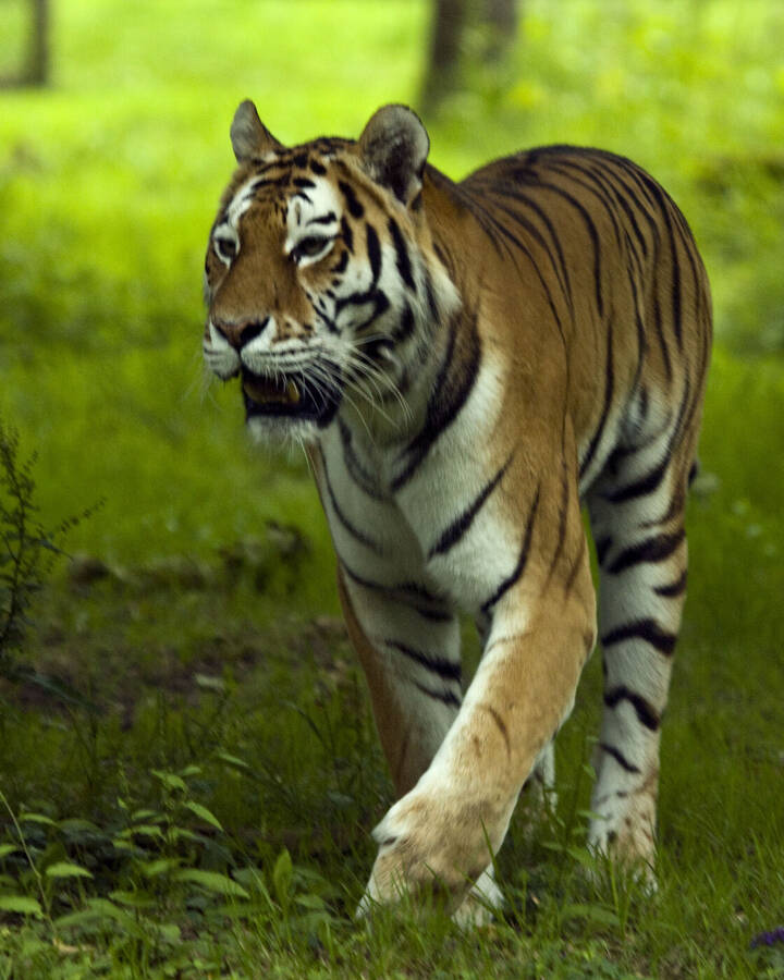 photographer IvyPics wildlife  photo