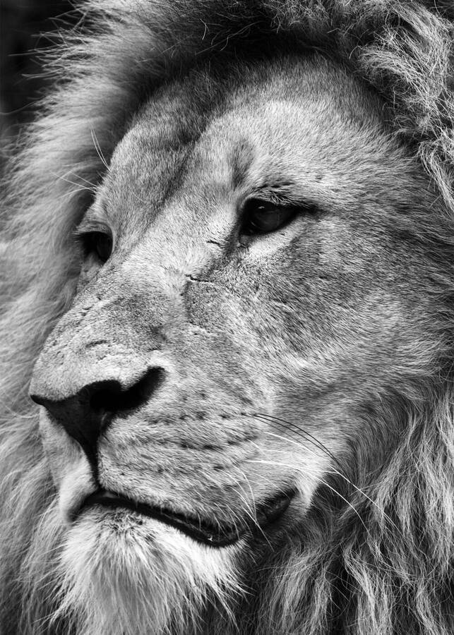 photographer IvyPics wildlife  photo