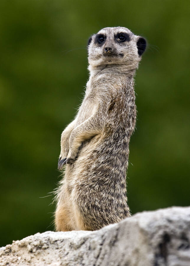 photographer IvyPics wildlife  photo