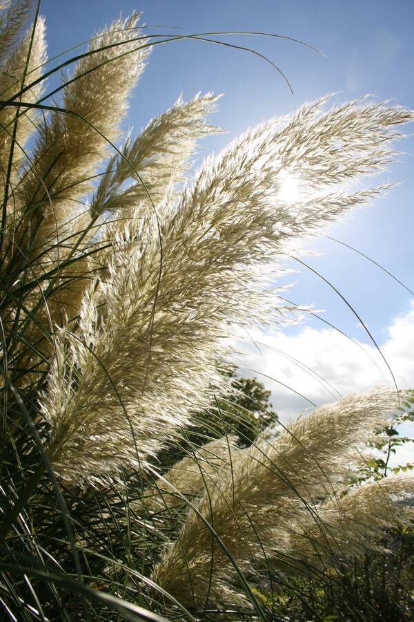 photographer IvyPics still life  photo