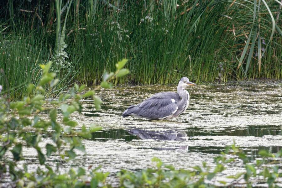 photographer dntphotographs wildlife  photo. grey heron hunting.