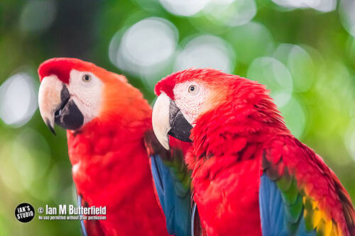 photographer ianbutty wildlife modelling photo