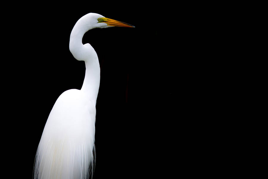 photographer LydonLuck wildlife  photo taken at Dominican Republic