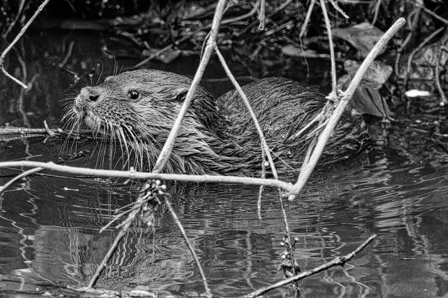 photographer dntphotographs wildlife  photo taken at Darlington