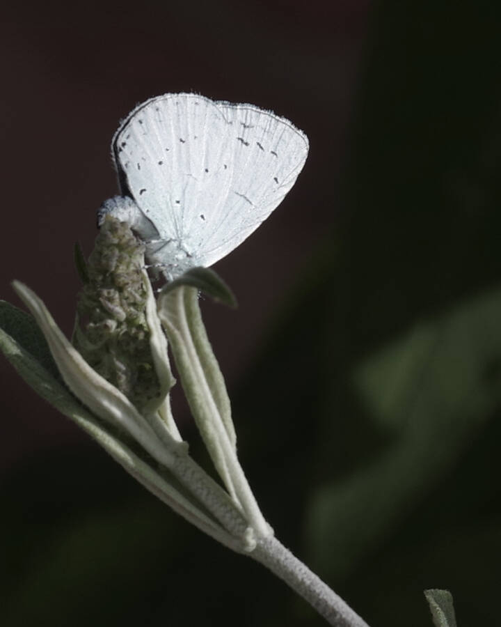 photographer 001oli wildlife  photo