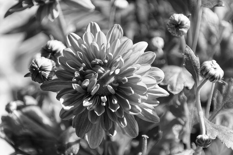 photographer dntphotographs macro  photo