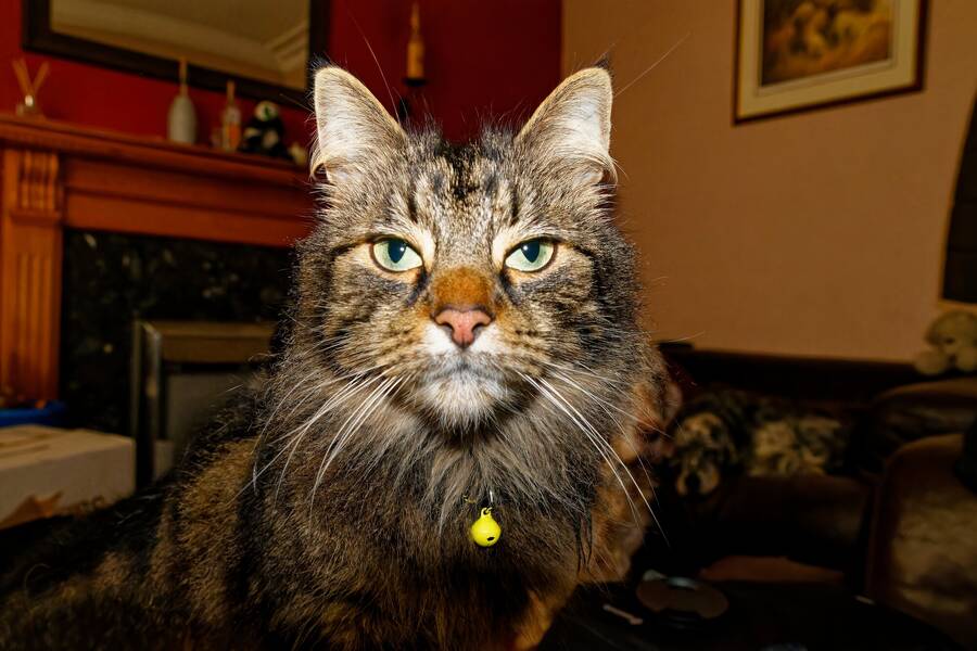 photographer dntphotographs portraiture  photo