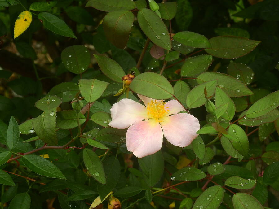 photographer dreamweaver uncategorized  photo