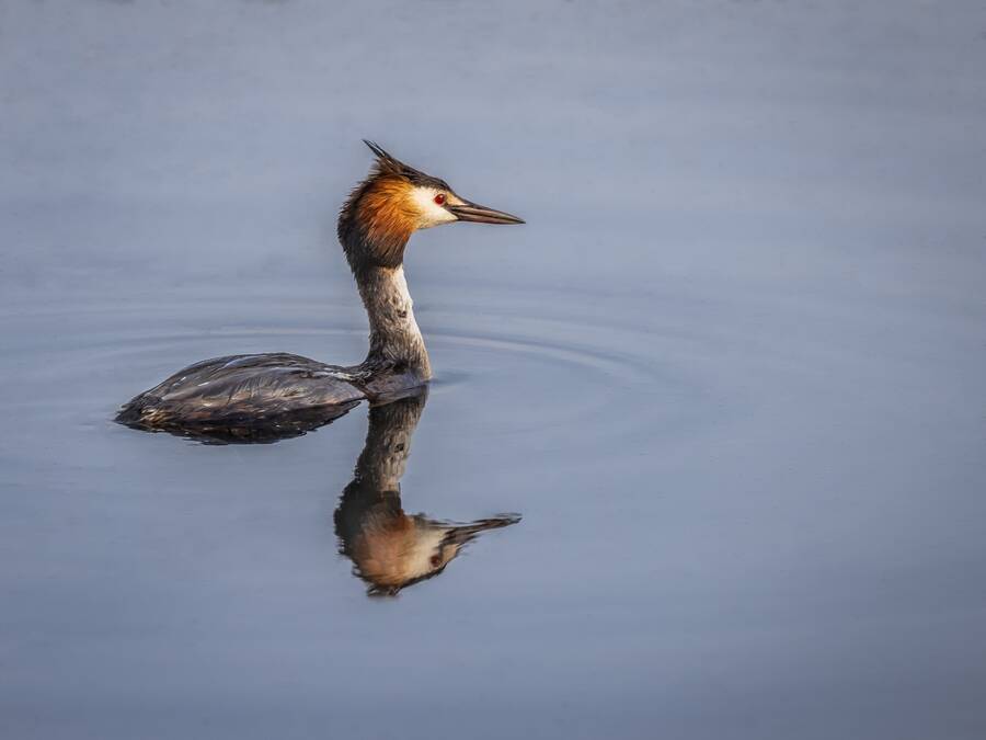 photographer Steve wildlife  photo. bird.