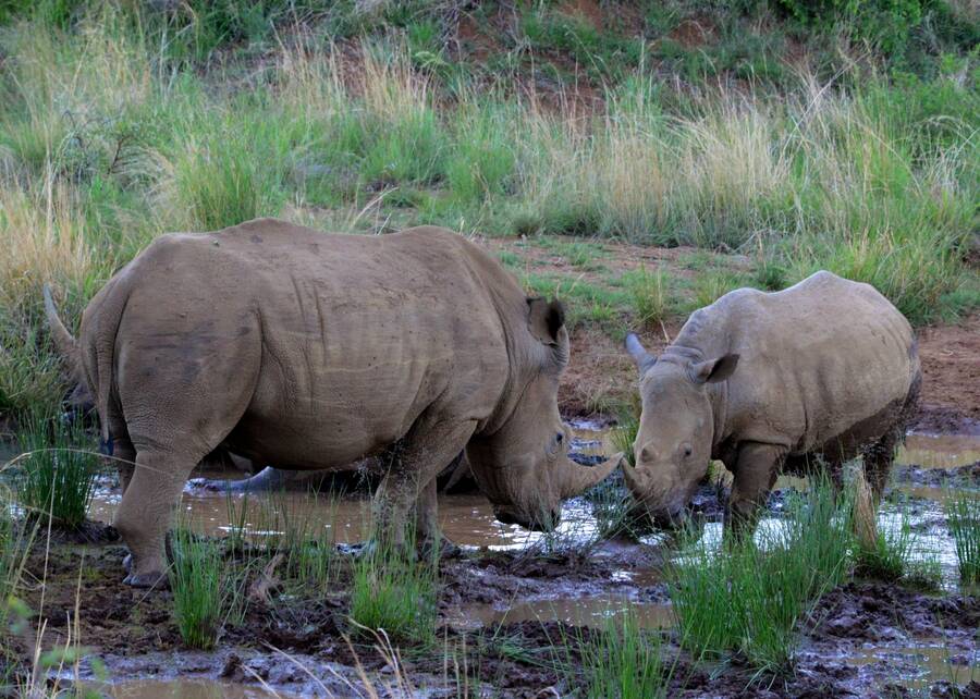 photographer Stuart McG wildlife  photo