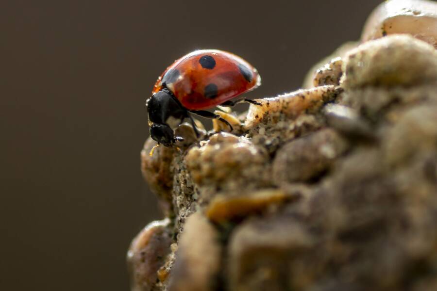 photographer The Opportunist wildlife modelling photo
