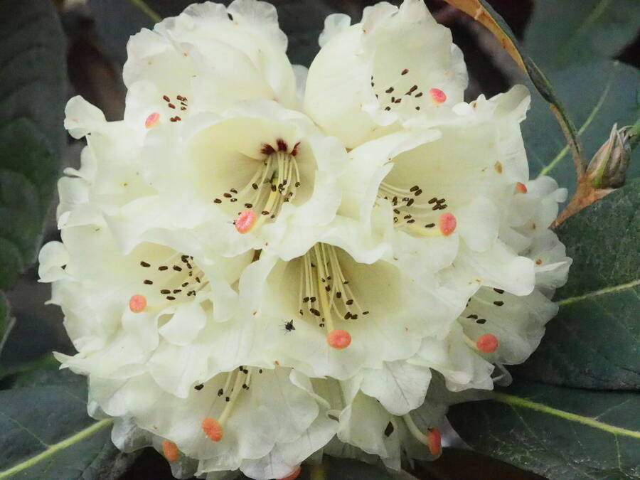 photographer Rosewood  Pix wildlife  photo