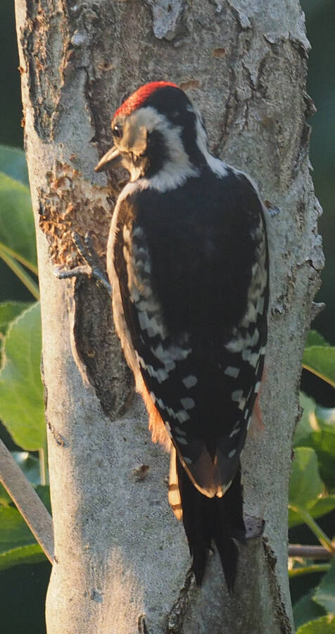 photographer Rosewood  Pix wildlife  photo