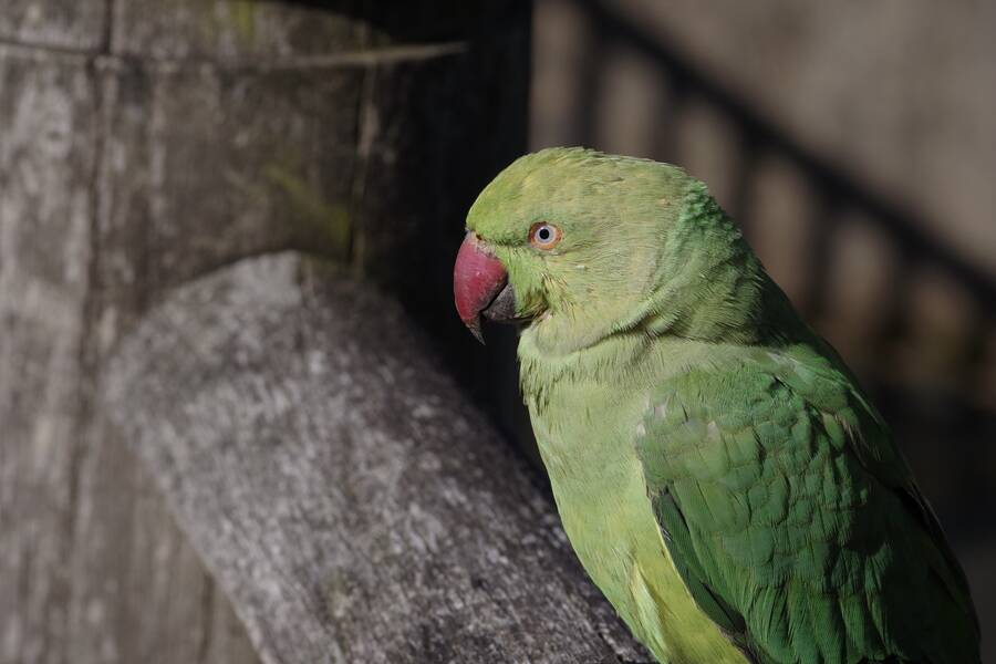 photographer Fotochawes wildlife modelling photo