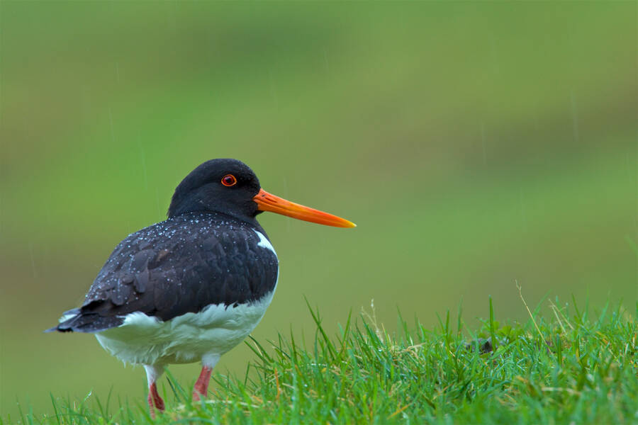 photographer Aardvark wildlife  photo