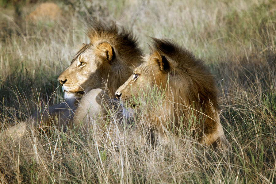 photographer Aardvark wildlife  photo