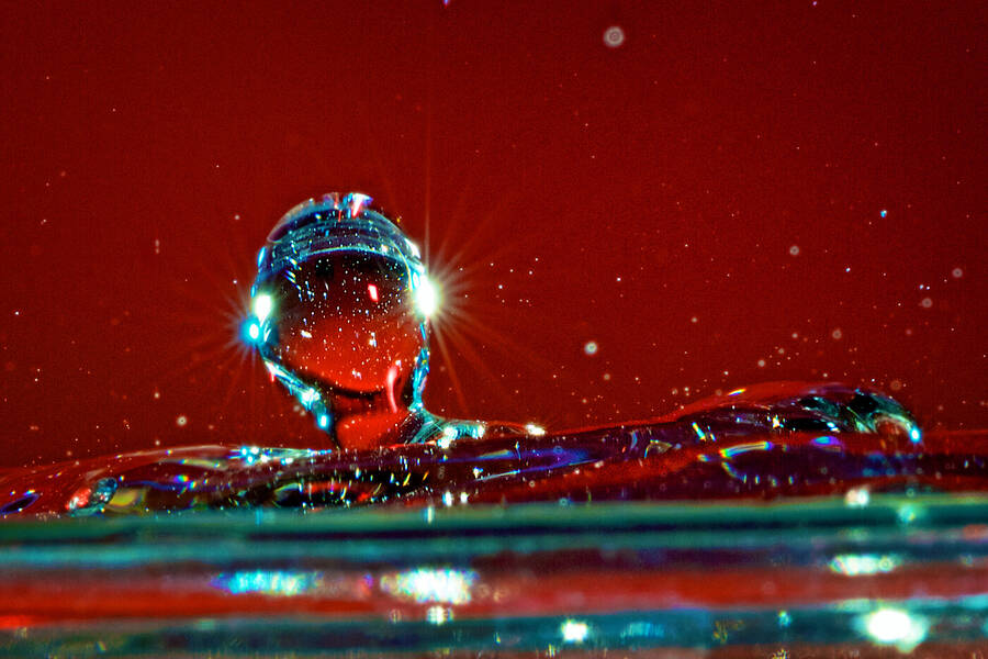 photographer Aardvark macro  photo