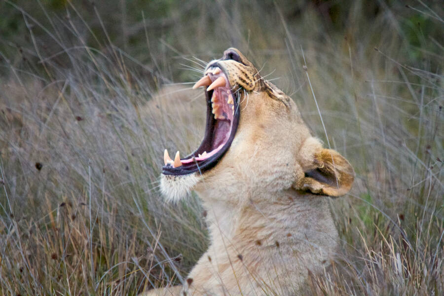 photographer Aardvark wildlife  photo