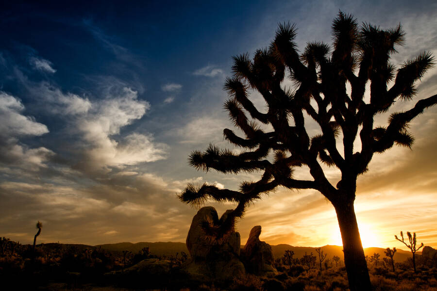 photographer Aardvark landscape  photo