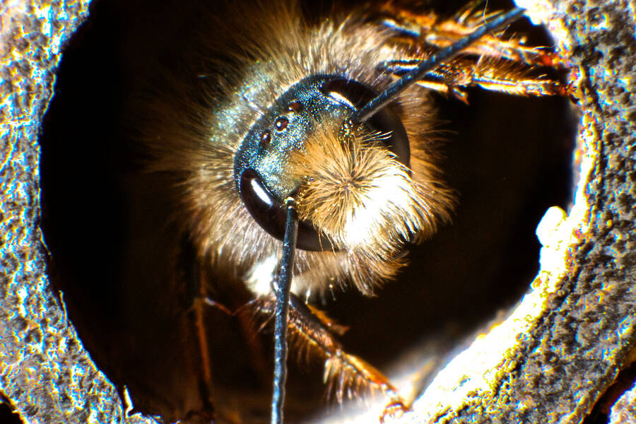 photographer Aardvark macro  photo