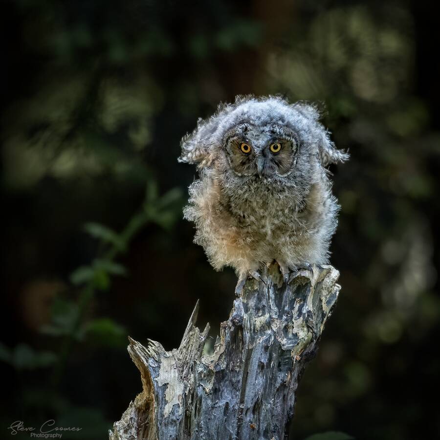 photographer Steve wildlife  photo