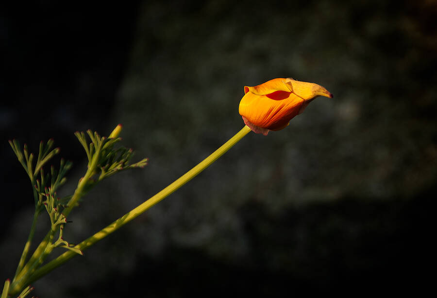 photographer clicks2pics documentary  photo. is it a bird a plane an alien no its a flower the light shape and shadows turn it into a strange creatures head.