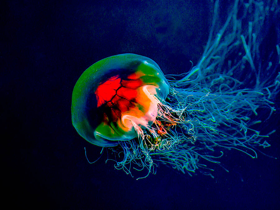 photographer StudioDee wildlife modelling photo. a lions mane jellyfish i think shot on loch fyne with flash.