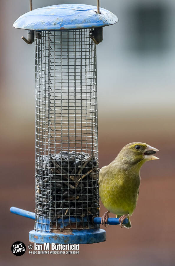 photographer ianbutty wildlife  photo
