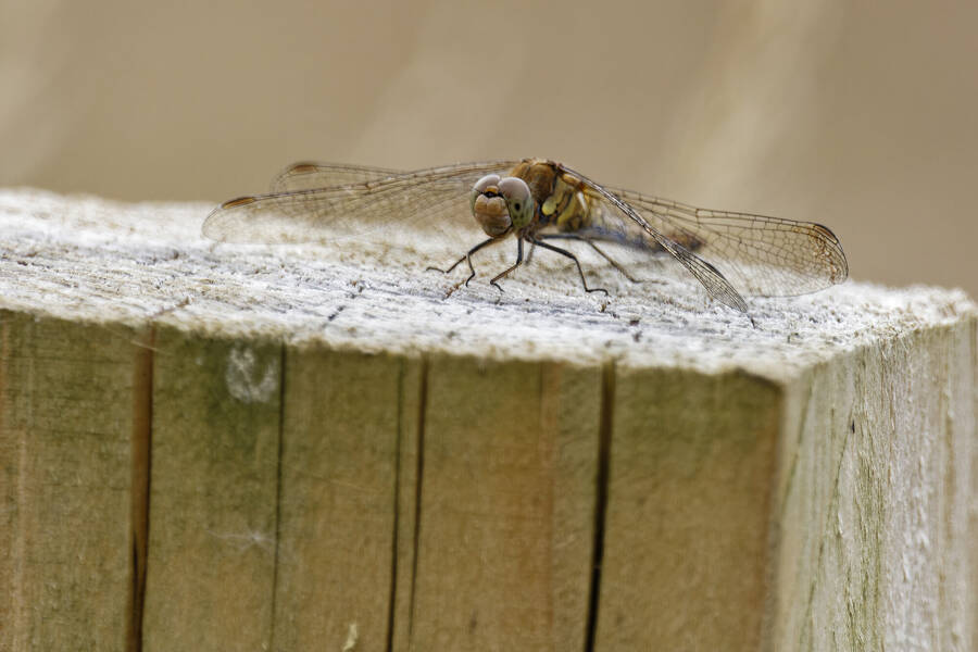 photographer dntphotographs wildlife  photo