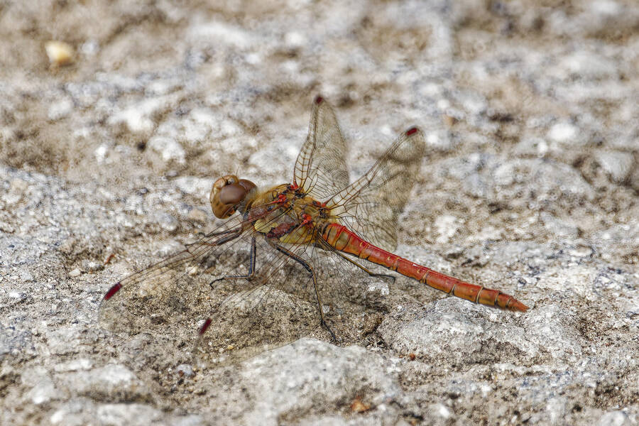 photographer dntphotographs wildlife  photo