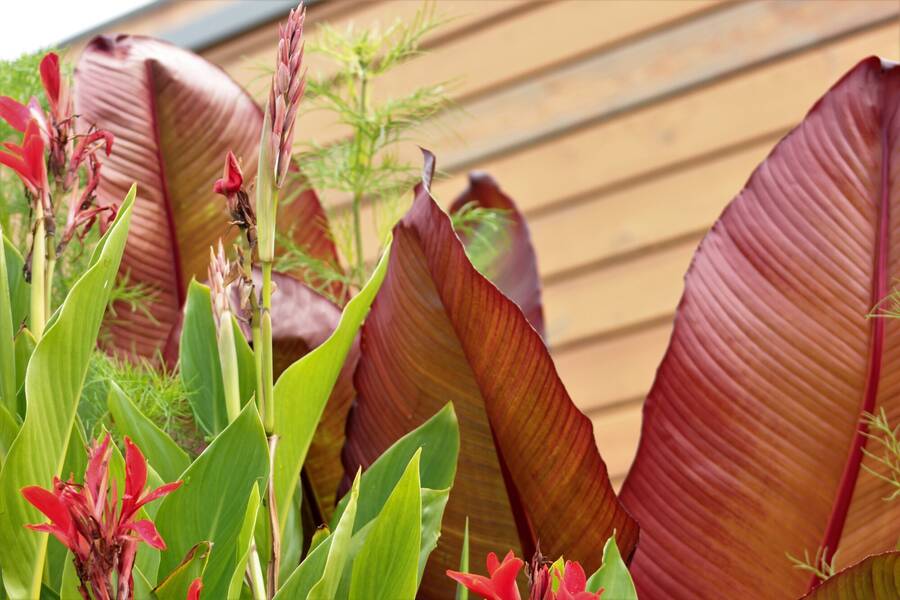photographer Vertor landscape  photo taken at RHS Bridgewater, Manchester