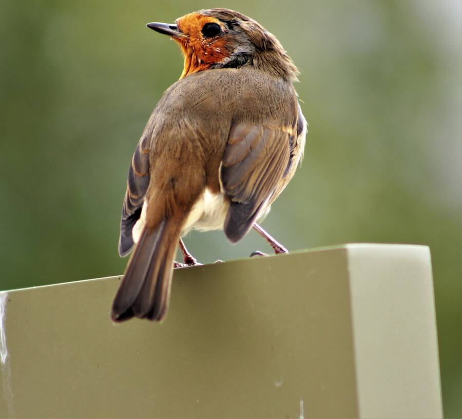 photographer Vertor wildlife  photo taken at RHS Bridgewater, Manchester