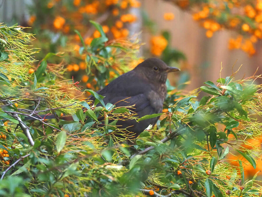 photographer Rosewood  Pix wildlife  photo