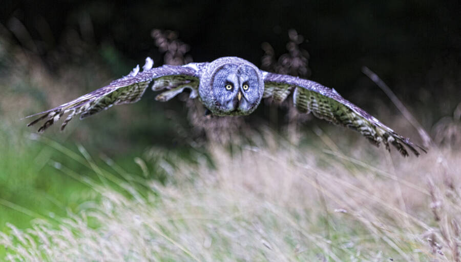 photographer GMac wildlife  photo taken at Knowsley Safari Park