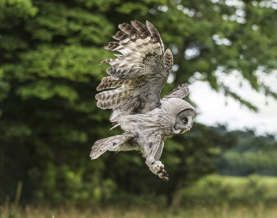 photographer GMac wildlife  photo