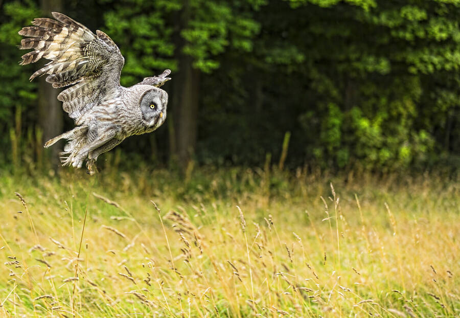 photographer GMac wildlife  photo