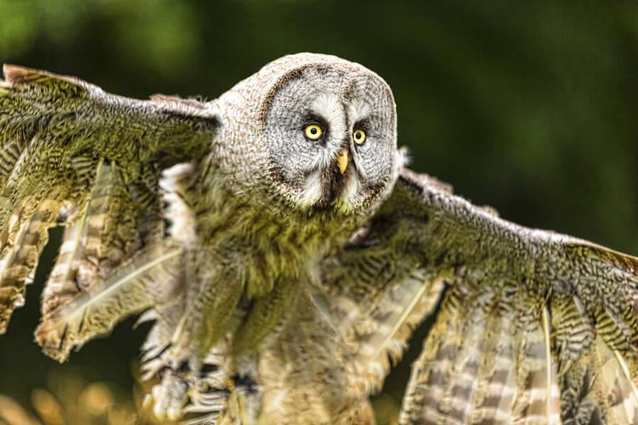 photographer GMac wildlife  photo