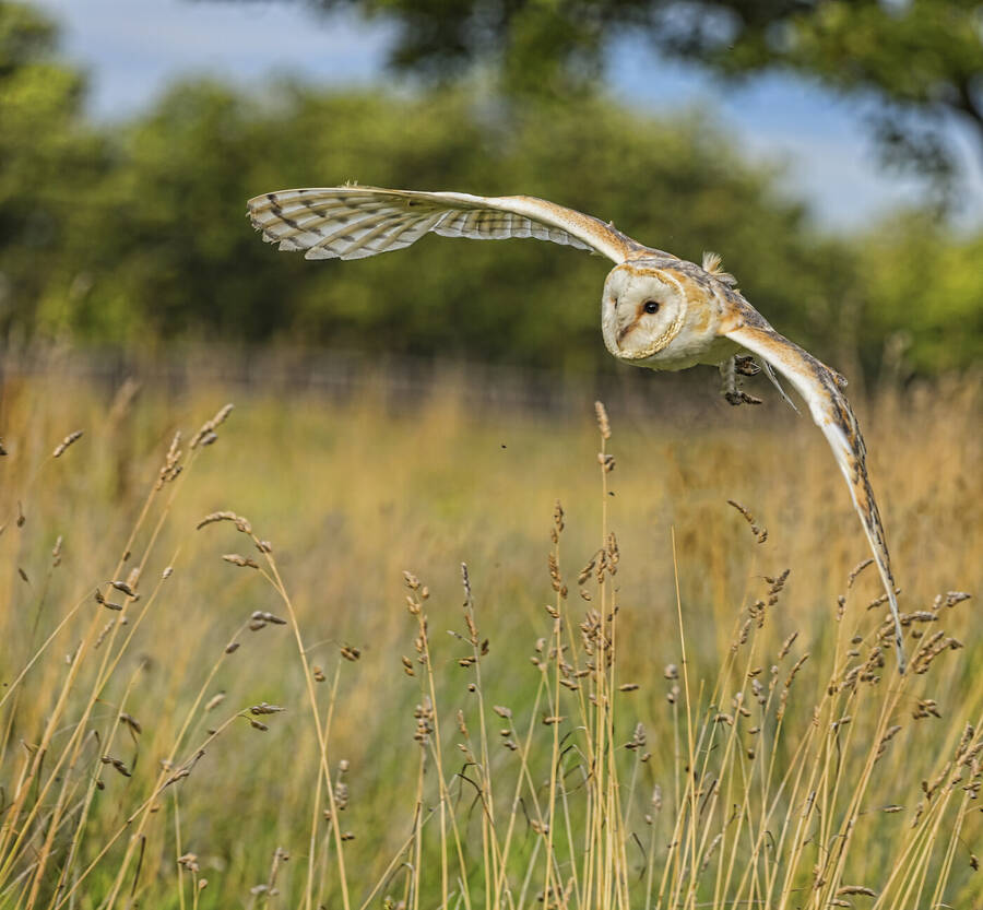 photographer GMac wildlife  photo