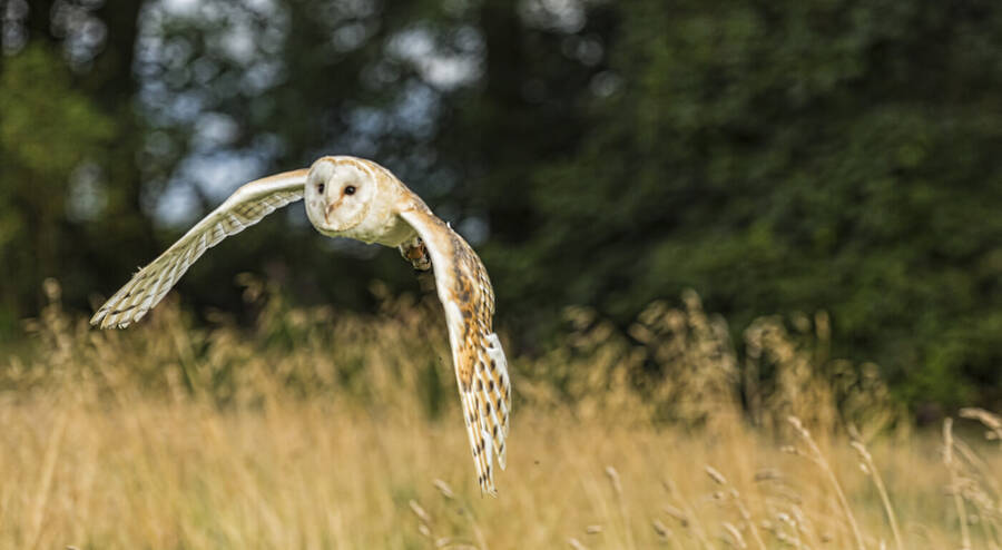 photographer GMac wildlife  photo