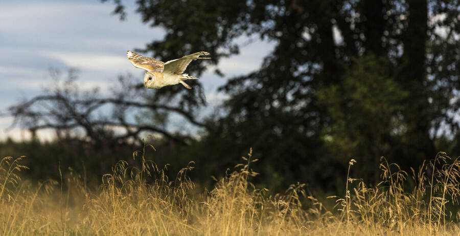 photographer GMac wildlife  photo