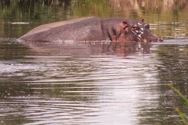 photographer Bitten by the Bug wildlife  photo