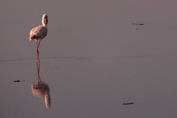 photographer Bitten by the Bug wildlife  photo