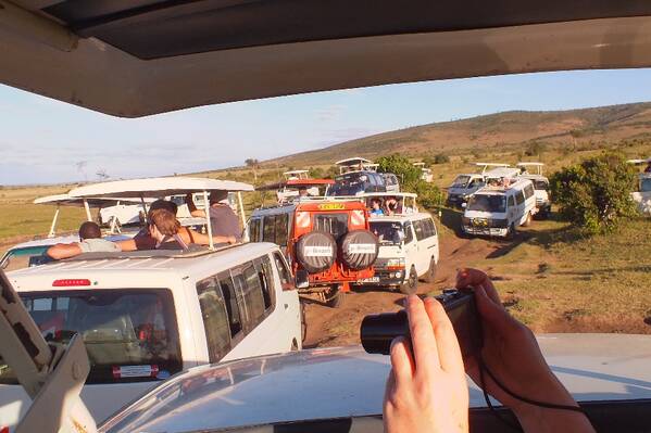 photographer Bitten by the Bug wildlife  photo. this is what happens when someone discovers a couple of lions having a siesta in the long grass near a safari lodge  pity the poor animals.